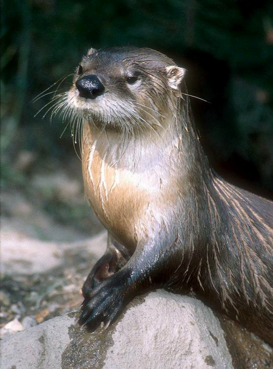 North American River Otter with front paws on a rock looking left