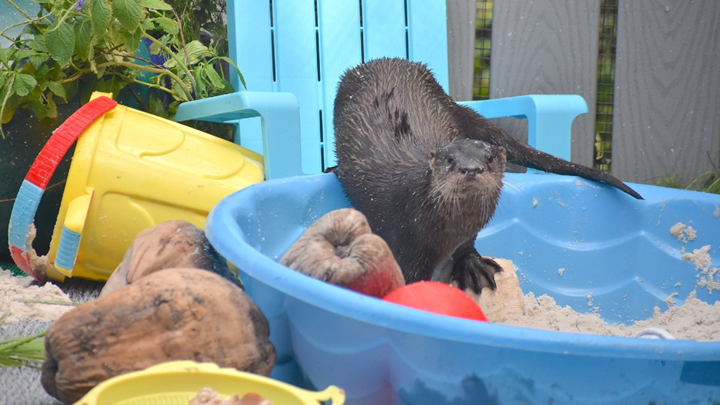 Otter looking at the camera, standing in a plastic pool filled with sand and a big red ball, with large nuts and plastic buckets to one side, and a plastic chair behind him. 