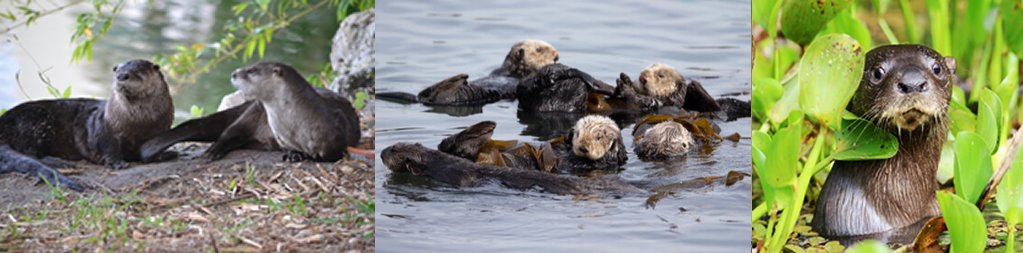North American River Otter (left), Sea Otter (center), Neotropical Otter (right)
